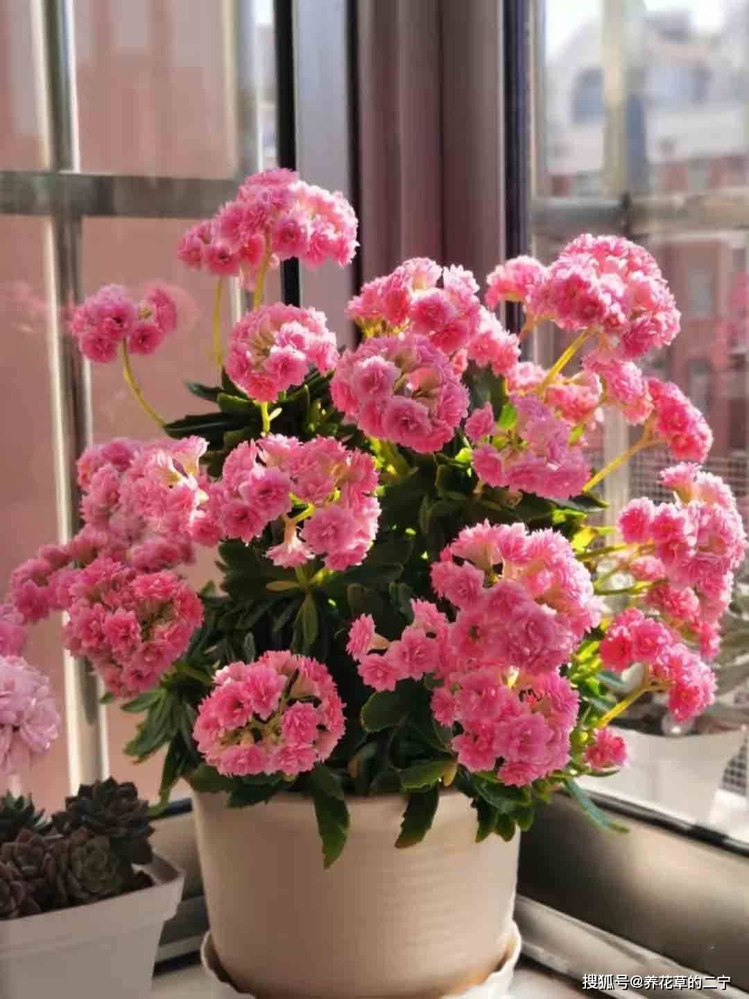 家里养什么花旺家 3426c04b3560419f86f68c52abddd46b.jpeg