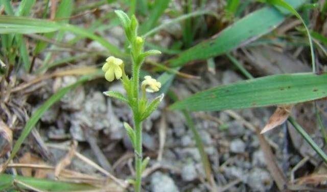 可以食用的草药有哪些 6b434b893b7644c4afe4b7fda302415d.jpeg