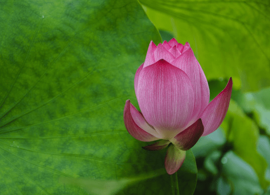 1月10日开始 霉运消散 4属相运势转旺 财运亨通 富贵花开 十二生肖 走运堂