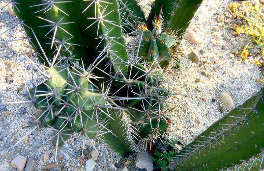 小米是什么植物结出来的 970142bbeb004384a59c9f8d5707b902.jpeg