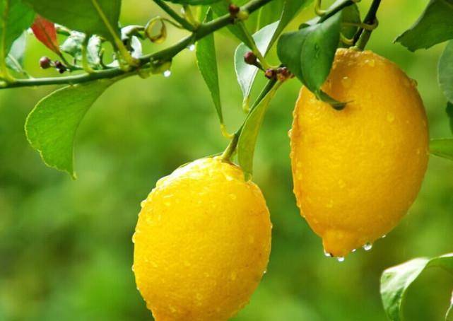 柠檬记住这6种水果,建议可以经常吃,有助于延缓衰老