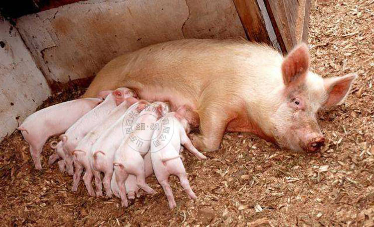 啥是猪蛋白 c049a81bccbf47ae98d79083778bd45a.jpeg