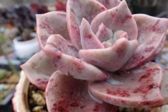 多肉怎么快速变颜色 eed691f8bff9437798df0aff6f0ed794.jpeg