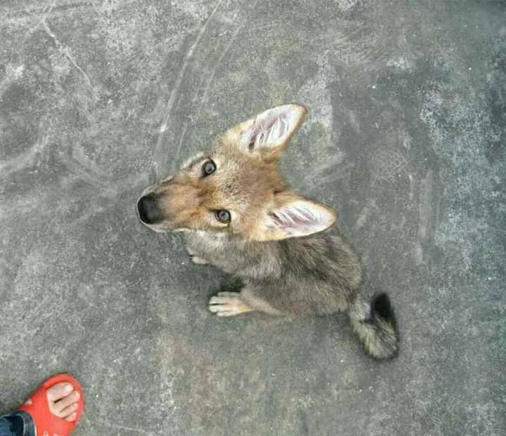 观 重返狼群 ,记录美女李微漪和狼王格林,十一年的人狼之恋