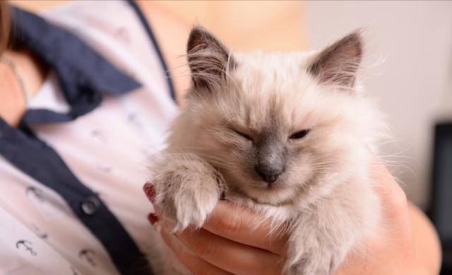 猫咪怎么样是讨厌你 173aa49a92f344ec83379a1dd1a635a1.jpeg