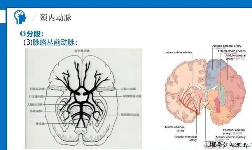 值得收藏腦血管經典解剖