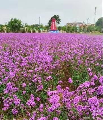 雪浪花诗社薄荷花海采风 新韵 阎玉彩 冯剑波