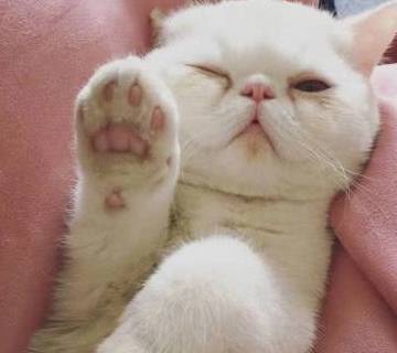 异国最适合男生养的5种猫，有了它们还要啥女朋友？告别吃狗粮！