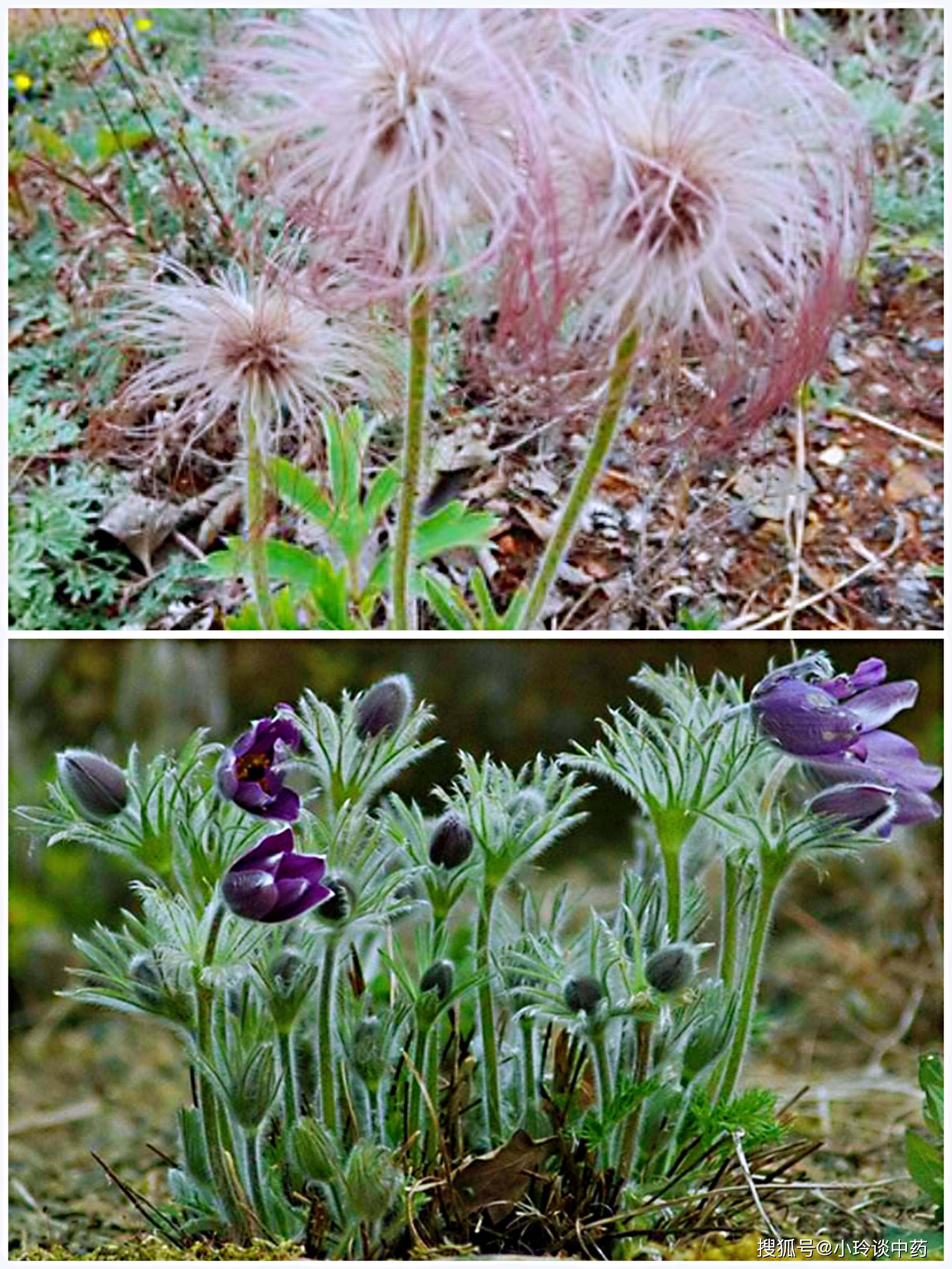 漏芦颗粒图片