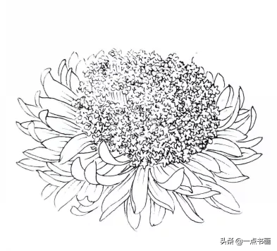 清人菊谱册12开 真漂亮 盘状花 舌状花 外轮 全网搜