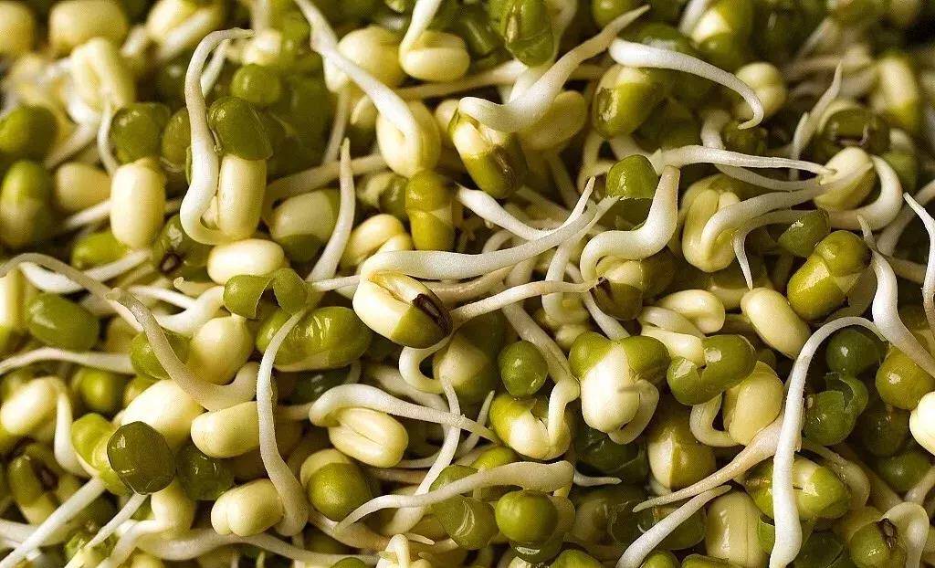 如何种植黄豆和绿豆 e381d218e4ba4bef8be6ae3df2a0b68a.jpeg