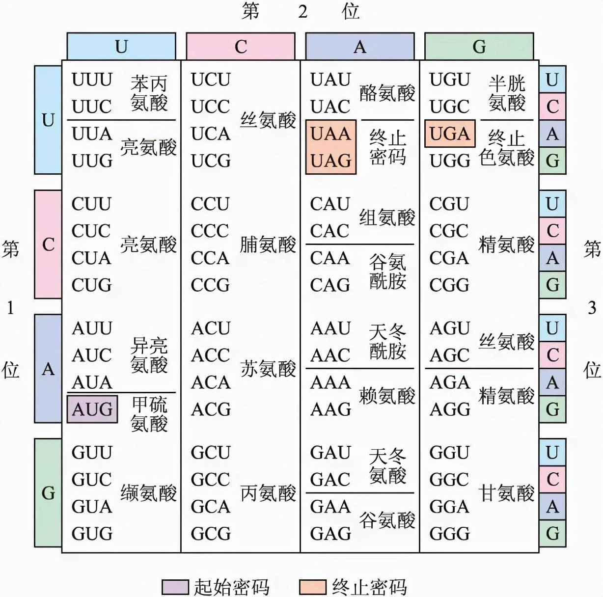 成语遗传什么码_成语故事简笔画(3)