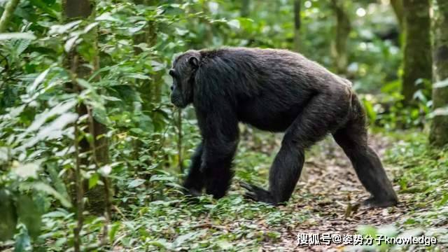 什么叫灵长类动物 442ef24cf5464cadb7a4fa96dfc38c19.jpeg