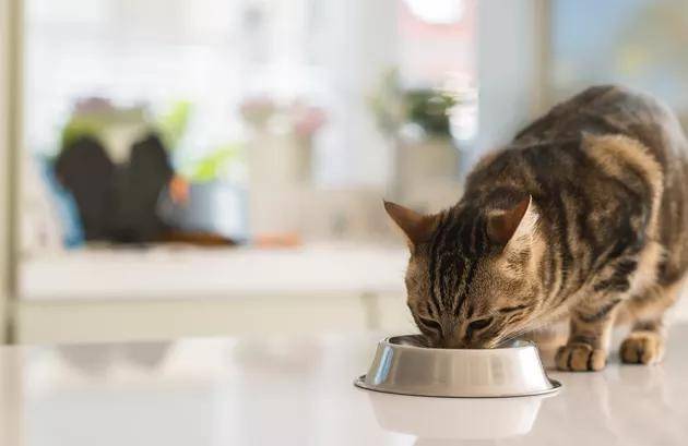 全换|喂食猫咪也有讲究！饮食不规律，可能会害了猫咪