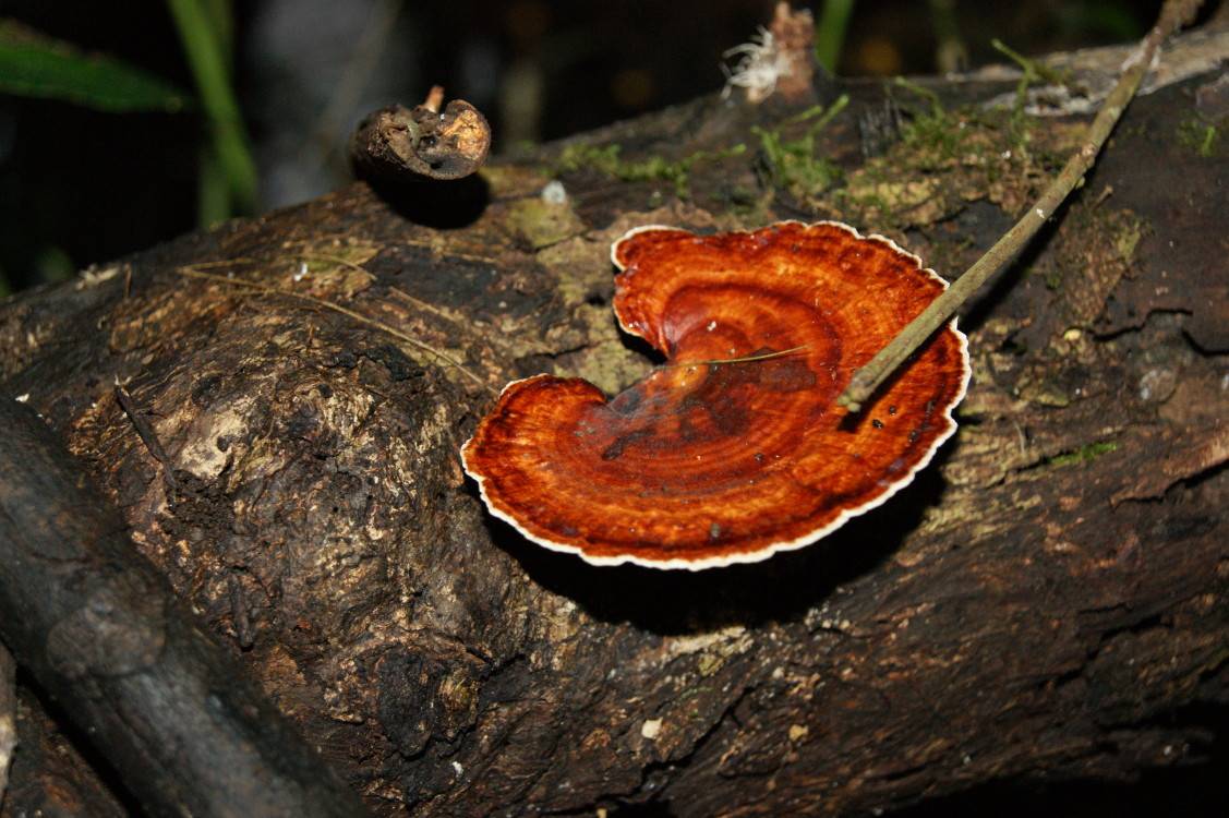 西双版纳的热带雨林不仅有毒蛇猛兽,还有289种有毒植物