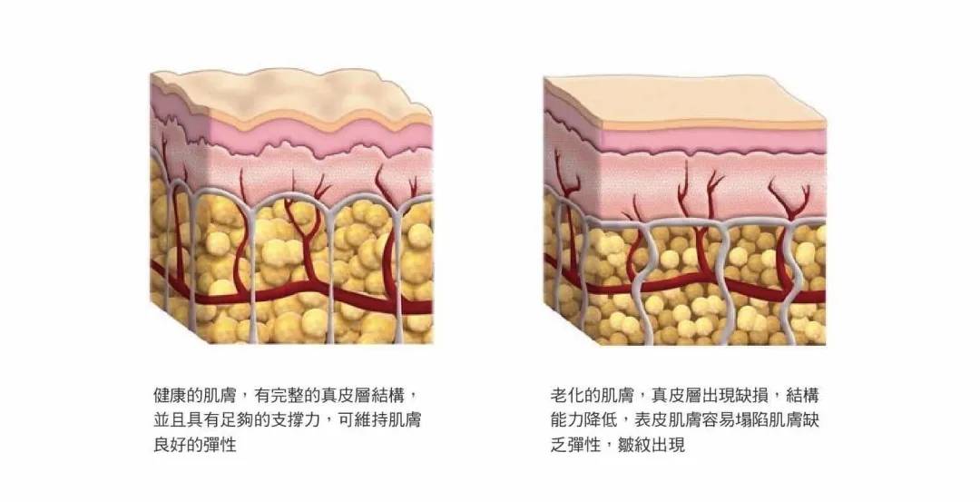 人体中科臻颜胶原魔法——人源三型胶原蛋白，重返婴儿时光“肌”