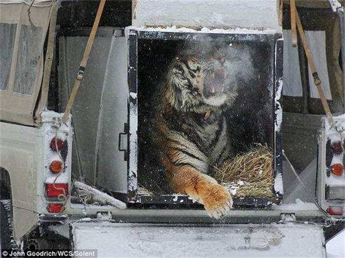 短剧猛虎归山的魅力与启示