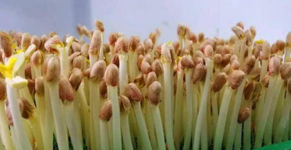 人体|花生芽有多少人吃过,别小看它,它的营养价值不亚于花生本身哦!