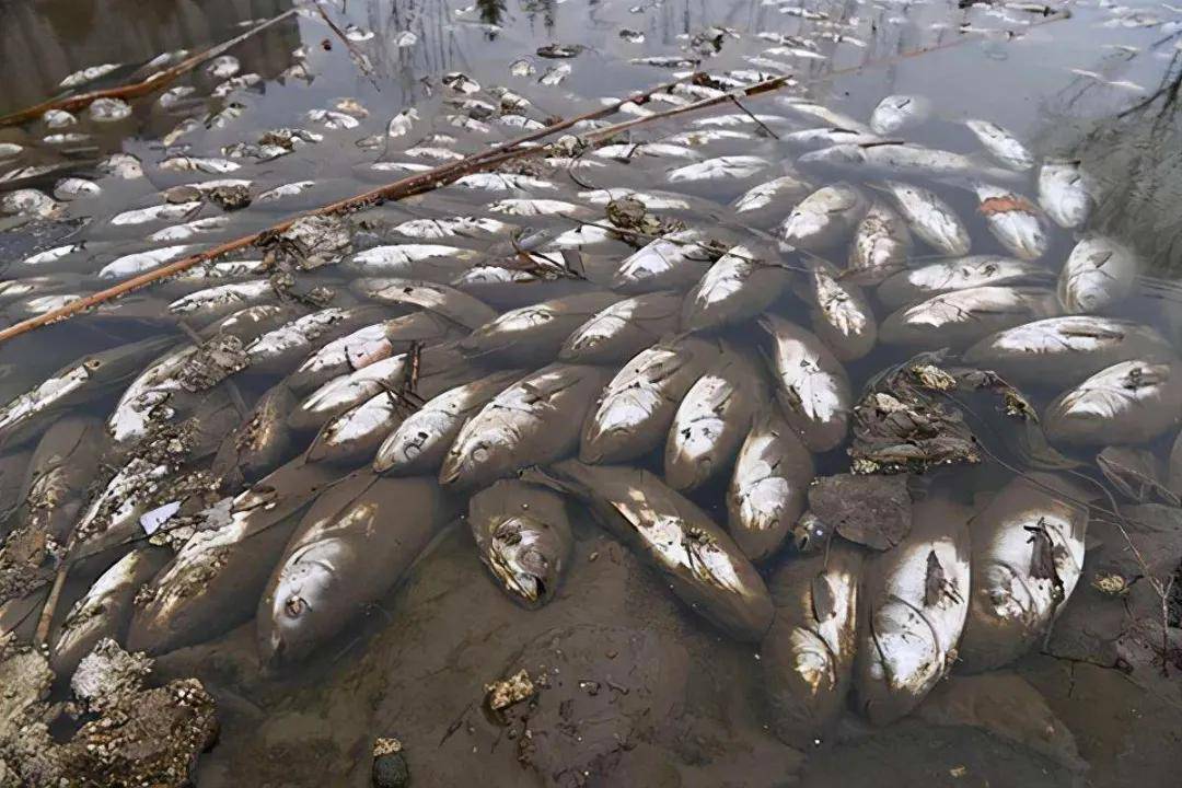 鱼中毒死亡,如何判断什么原因中毒呢?如何解决呢_硫化氢_水产_毒物