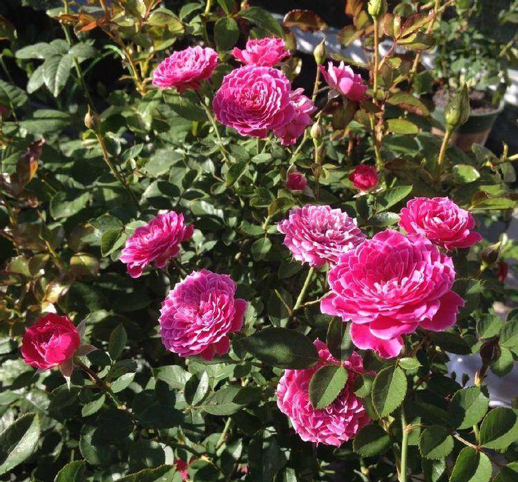 原创假日公主玫瑰珍品假日公主金碧辉煌雍容华贵养花首选