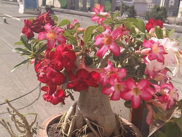 喜欢晒太阳 冬天不浇水也能活 人称 沙漠玫瑰 特别耐旱 种植 进行 是一种