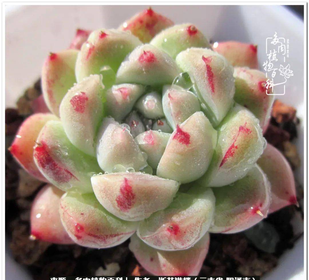 海洋之星多肉怎么养 5ec530fcf573451cb5bab5592f990d3b.jpeg