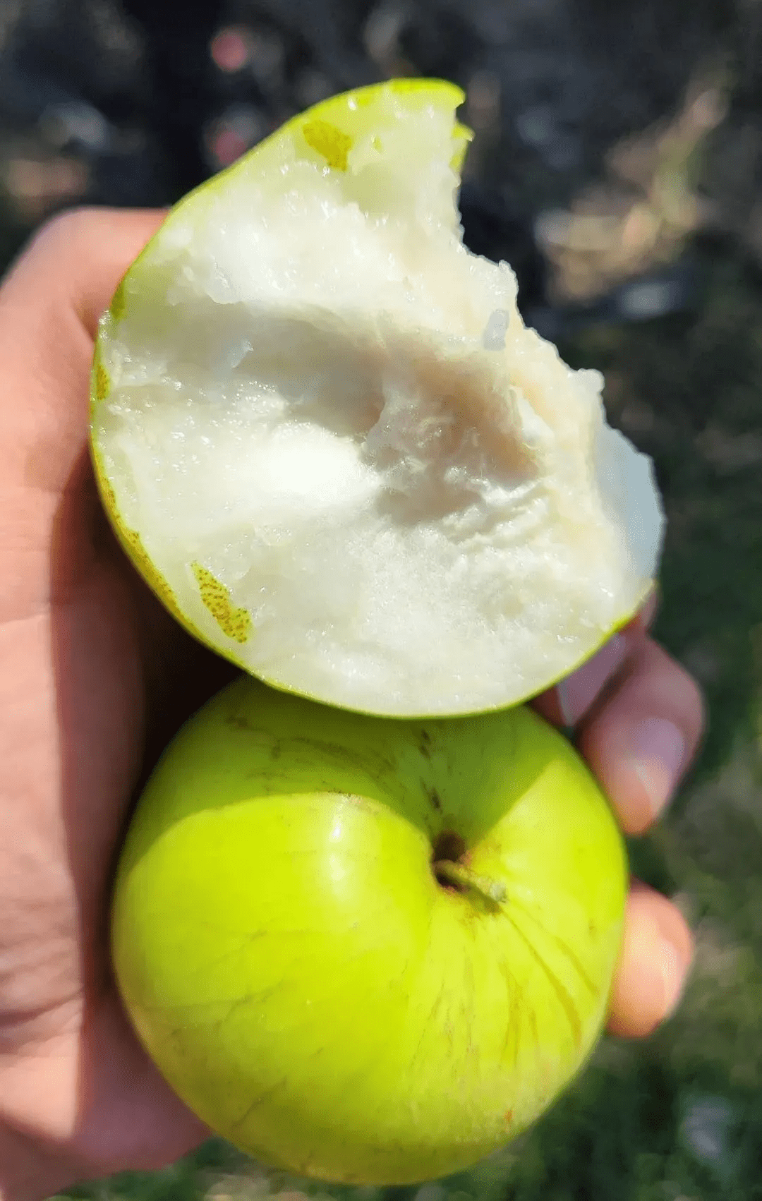 辰颐物语云南苹果枣:吃过最大的枣,还能吃出三种水果味?_种植_冬枣_热