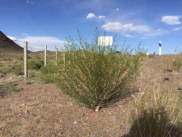 梭梭树长大要几年 6cd2082d0c184e2e8c3f8d033b281240.jpeg