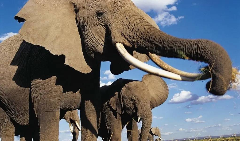 感天动地：男子枪口下救大象，病逝后21头大象步行12小时参加葬礼
