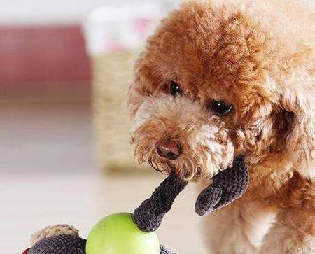 次数|狗向主人示好的几大动作,次数越频繁,感情越深!