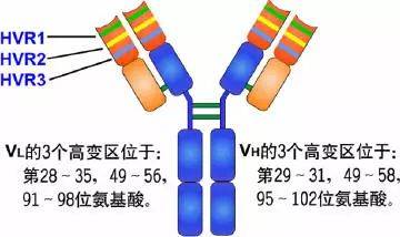 免疫诊断基础 - 抗体_氨基_抗原_可变
