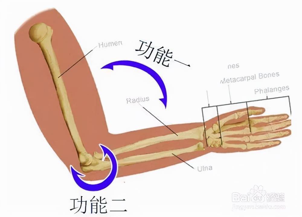 臀部|月子期不是只能躺在床上，做好这些功能锻炼能帮你快速恢复曼妙身材！