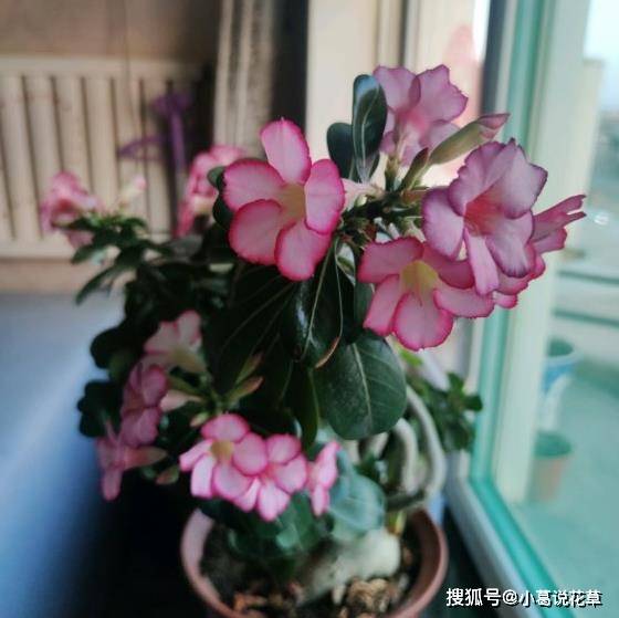 5daac558a93a4772b790f51bcd67e9a4.jpeg