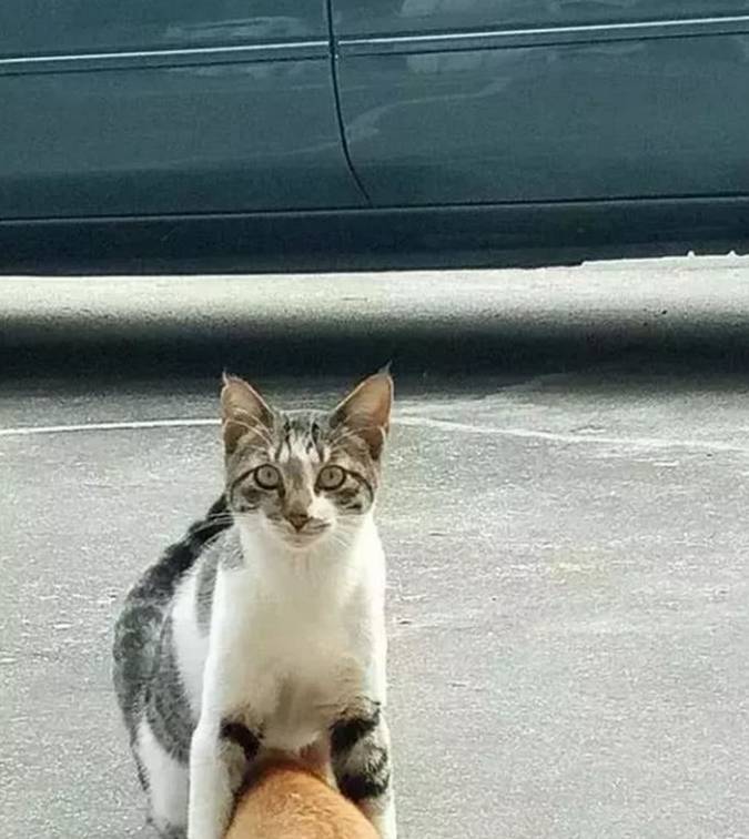 小区狸花猫挑衅过路橘猫，却被橘猫“一招”制服，狸花猫表情亮了