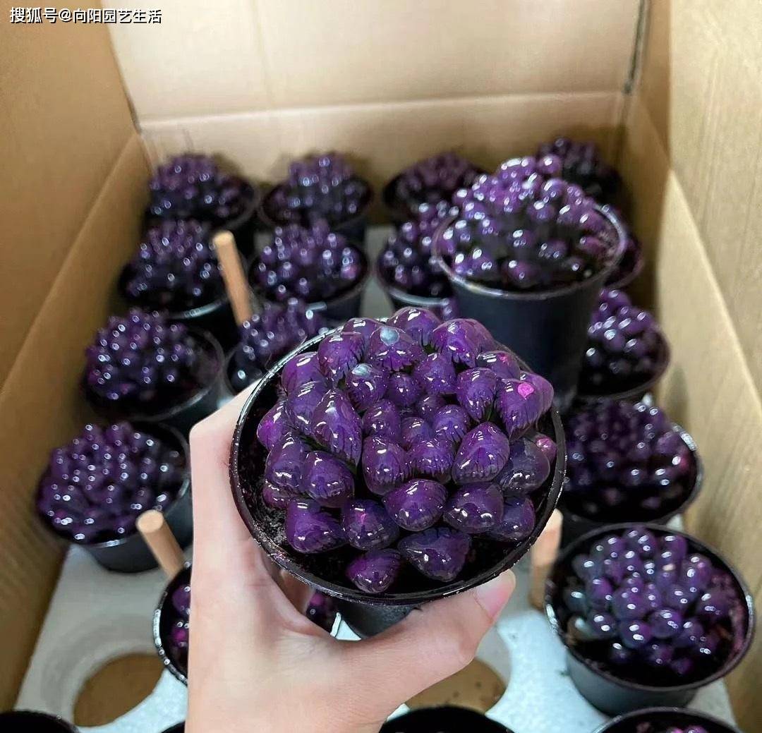 10万粉丝博主售卖的 紫色玉露 实际是喷漆的 中看不中养 叶片 冰灯 进行