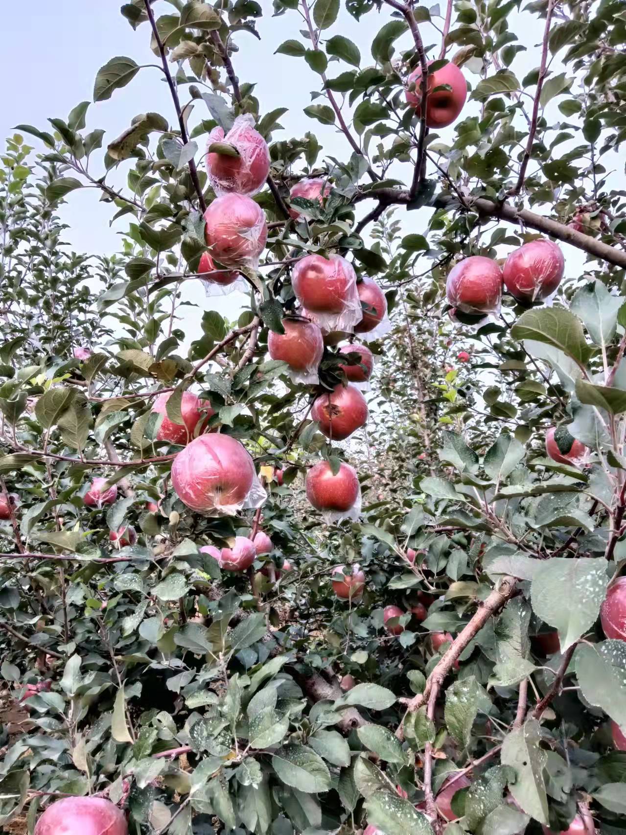 苹果|掌上青岛送福助农！邀你团购优质低价的大泽山沙地鲜姜