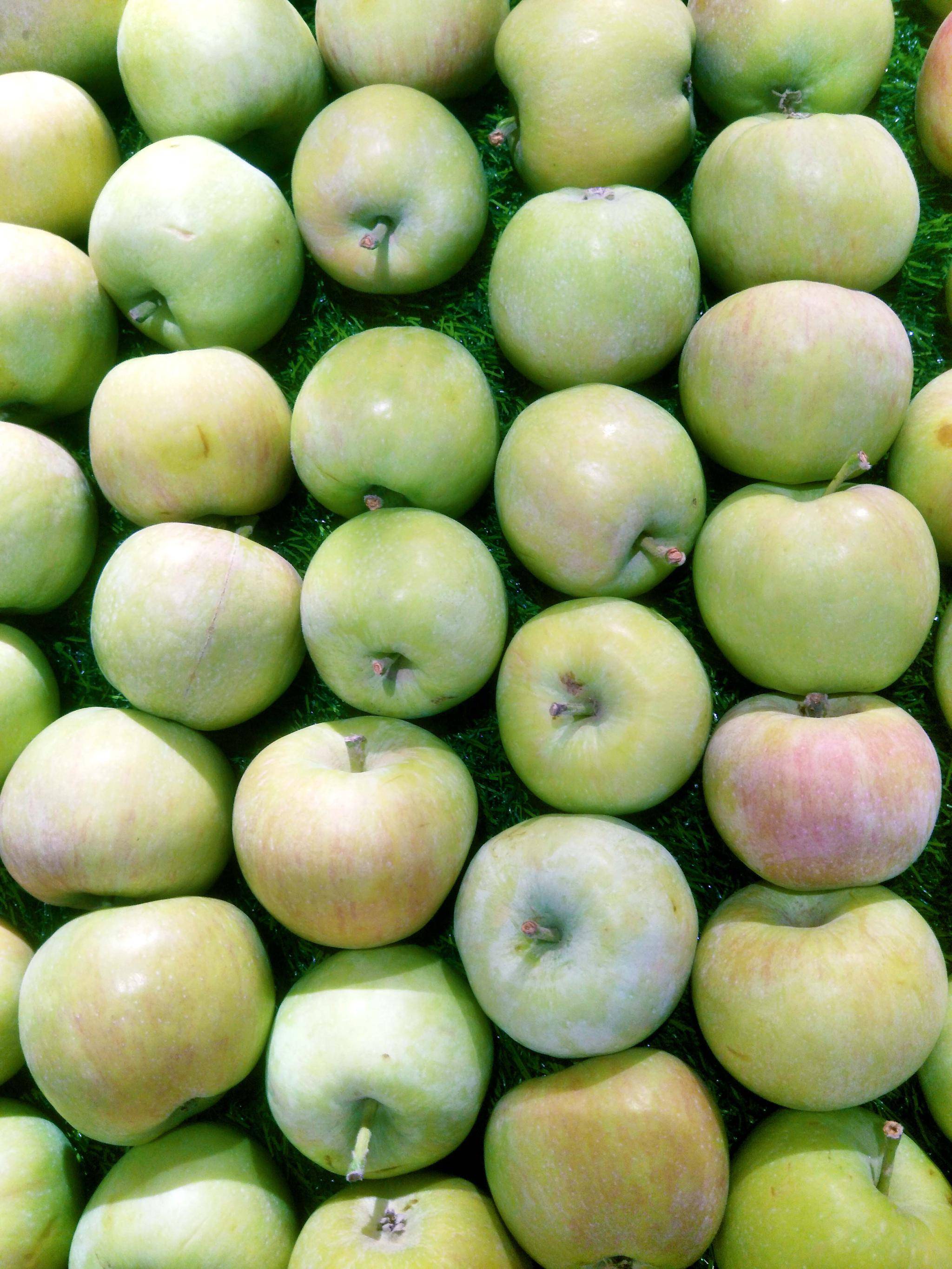 蜂糖李子苗青脆李子苗促进花芽分化管护的技术要点