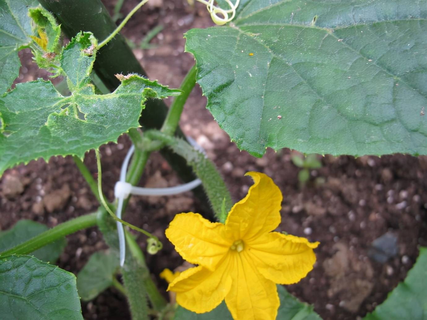 南瓜花是雄花还是雌花（南瓜花是雄花吗）