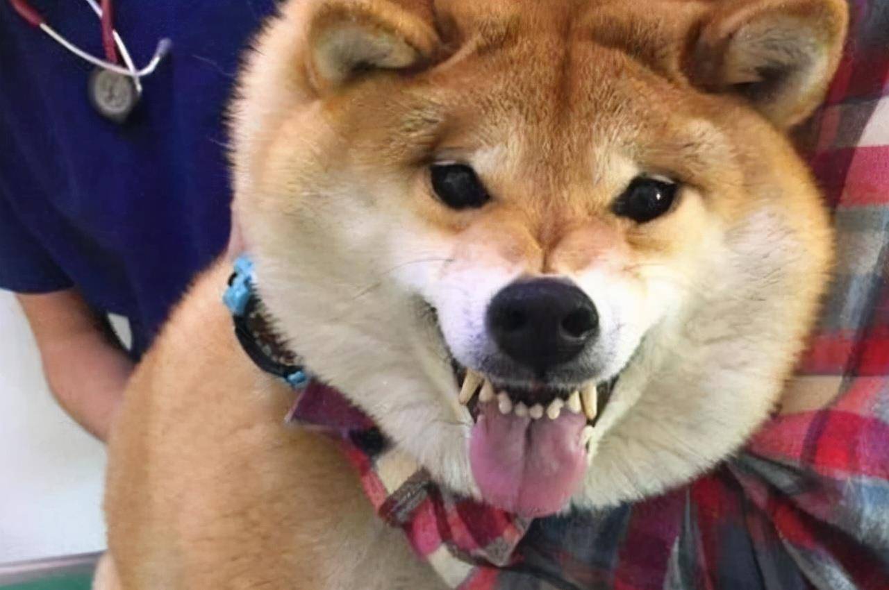 因为|悄悄告诉你：被“养得好”的狗狗，会有这些特征