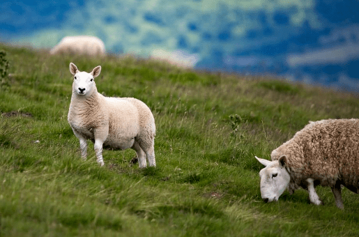 未羊—明日运势(1月22号)"将有两件"大囍事_羊人_生活_好运