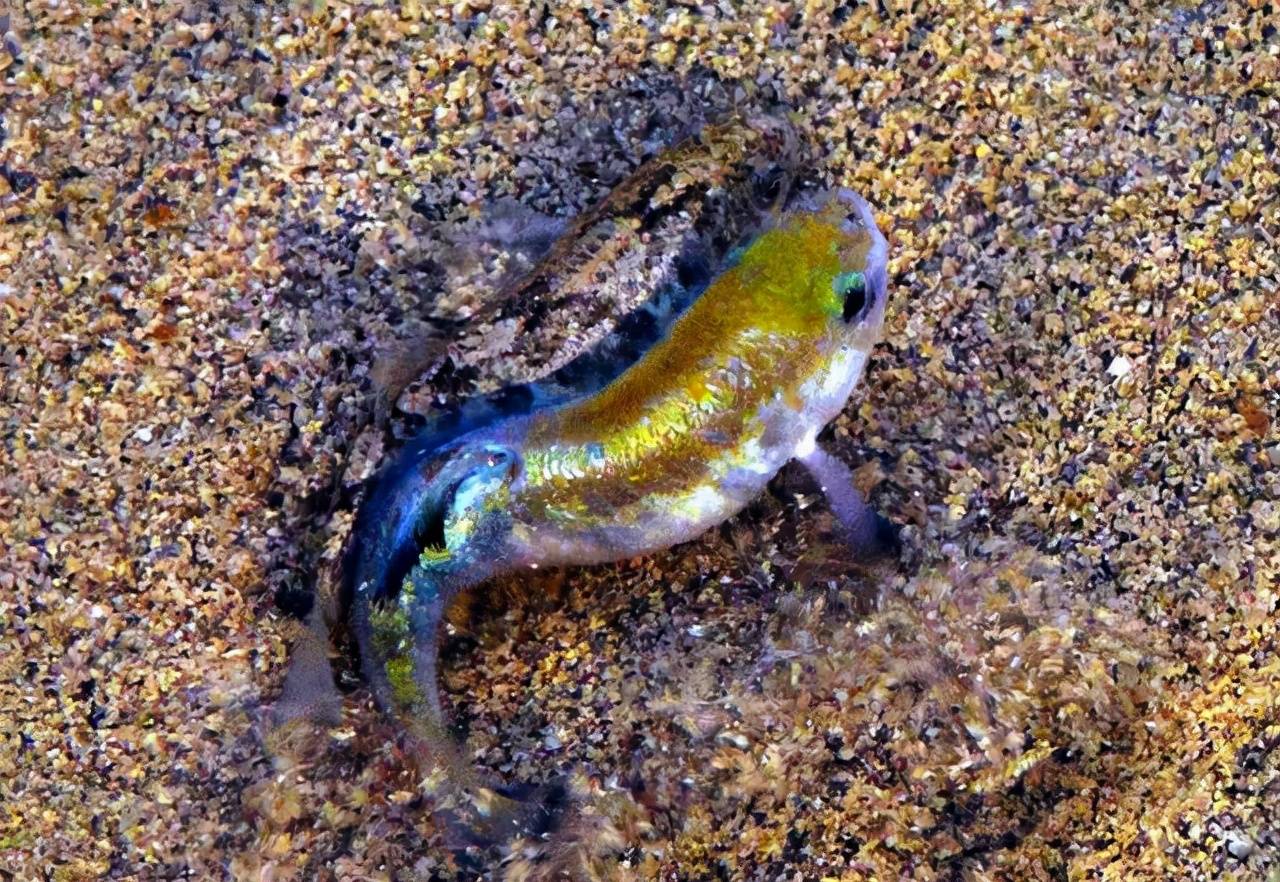 也就是说离开魔鬼洞的沙漠鱼就不再是沙漠鱼了