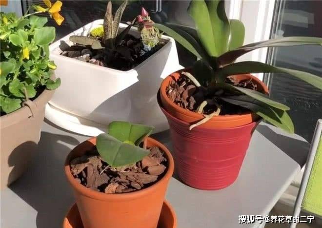 怎么养花枝 4bbebe0b4f964d83a487909c20aafe0a.jpeg