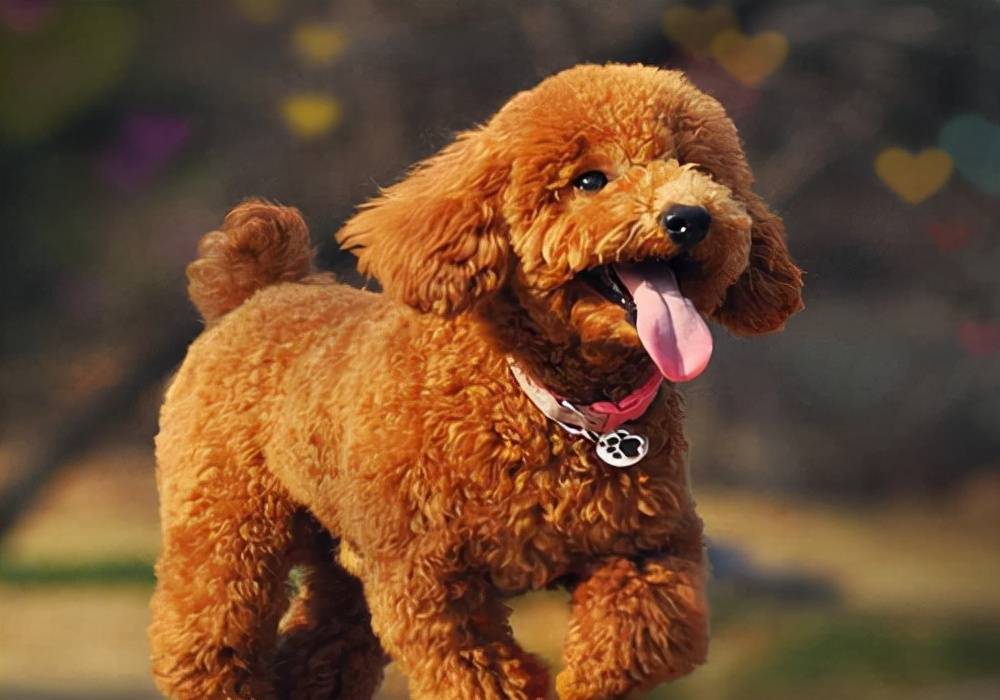 养狗心得:泰迪关节炎怎么治疗,能够恢复快一点?_补充_狗狗_饮食