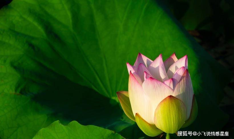 什么是水生木 a77dcfc9623742c9a61d6b3fea3bd800.jpeg