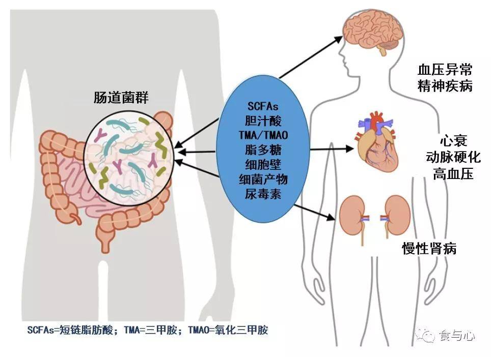 肠道|肠漏，你必须知道的热知识（三）