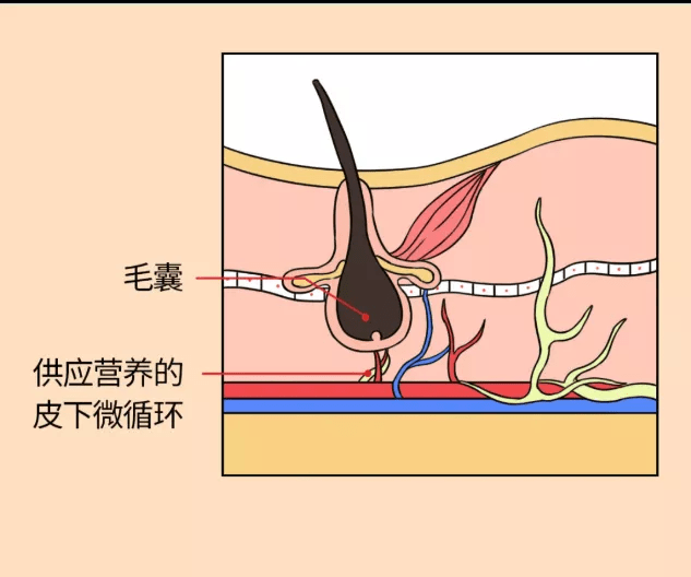 毛囊花几万块钱植发，还会有脱发的困扰吗？真相原来是这样...