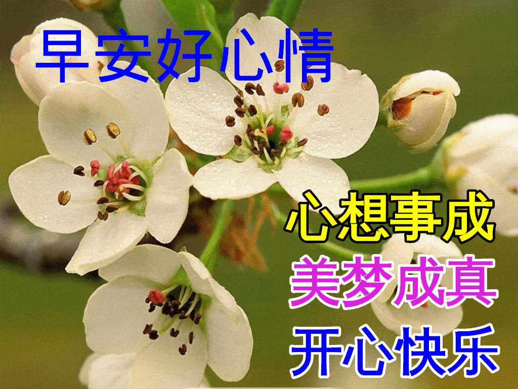 原创7张特别漂亮早上好祝福图片鲜花带字免打字聊天的早安问候祝福