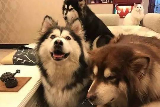 怎么教狗狗定点大小便最快 f2bc9d89a1f942209b2fbd0d647a5e7c.jpeg