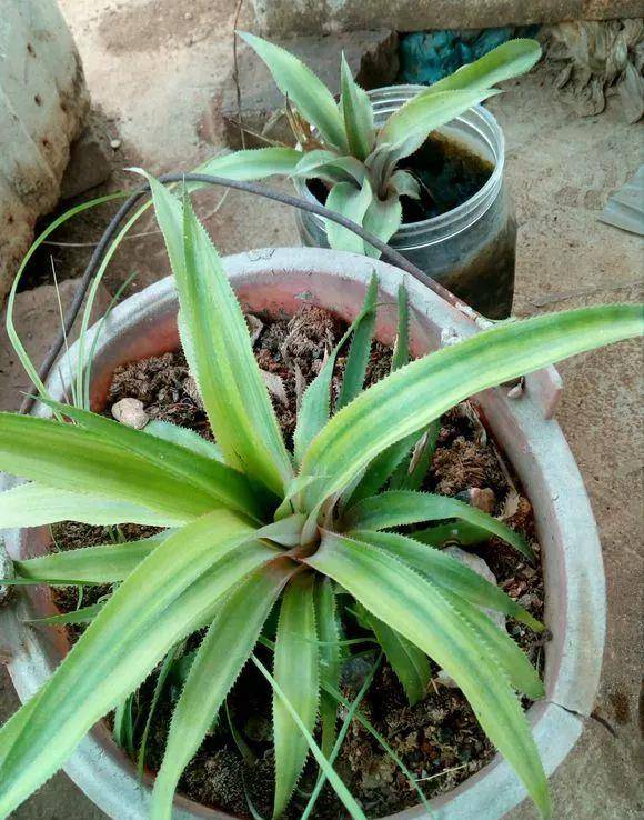 菠萝怎么做盆栽 fef88f35d38748d4988d6da5a68df181.jpeg