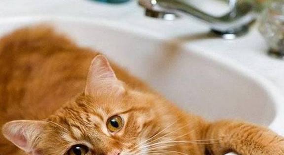 猫咪|养猫后的3大变化，只有铲屎官才能懂